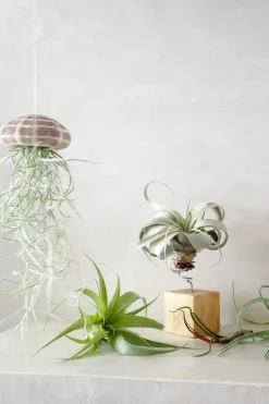 Tillandsia Usneoides i søpindsvin