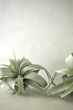 Tillandsia Xerographic