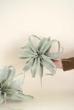 Tillandsia Xerographic