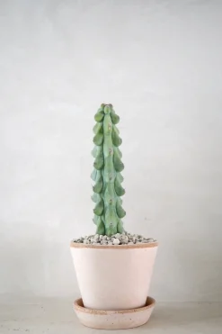 Titty - Myrtillocactus geometrizans