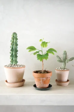 Titty - Myrtillocactus geometrizans