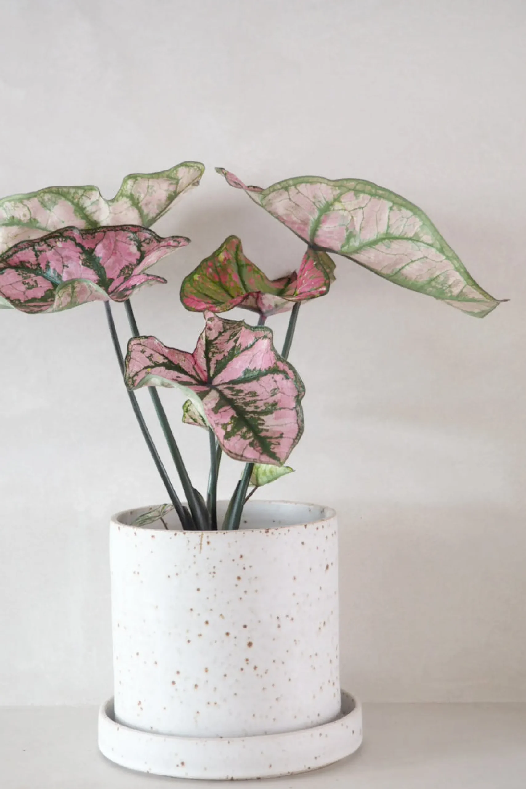 V.O krukke - hvid, large